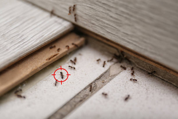Bird Control in Kermit, TX