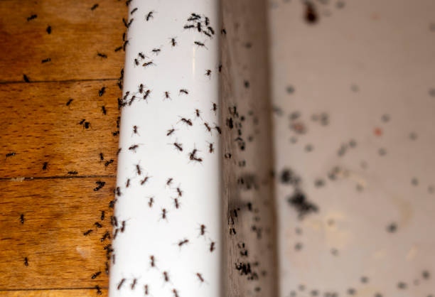 Best Ant Control Services  in Kermit, TX