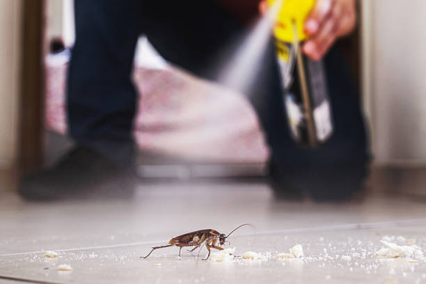 Best Local Pest Control Services  in Kermit, TX
