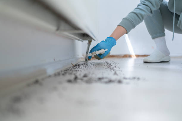 Best Wasp Removal Services  in Kermit, TX
